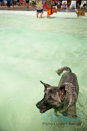 Wags and Waves-347