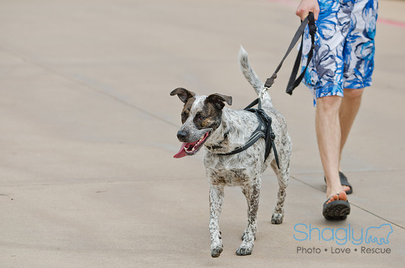 Wags and Waves 2011-28