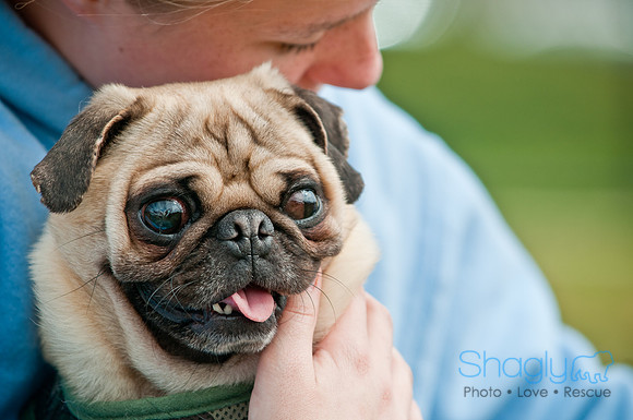 Pug Love Fun Run-193