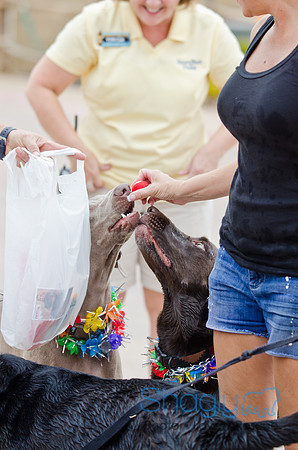 Wags and Waves 2011-53