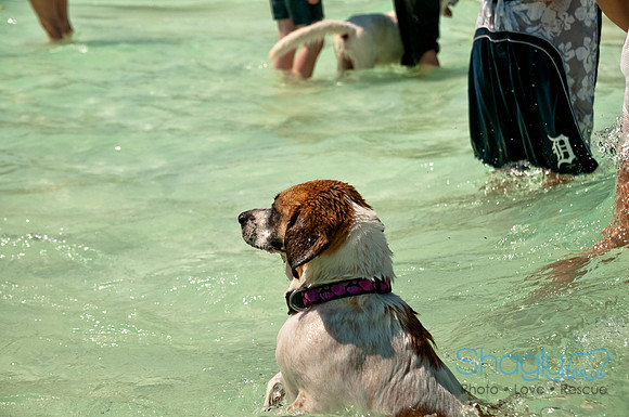 Wags and Waves-307