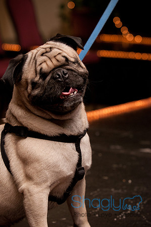 Project Pugway DFW Pug Rescue-5