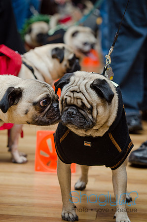 PugOween-2