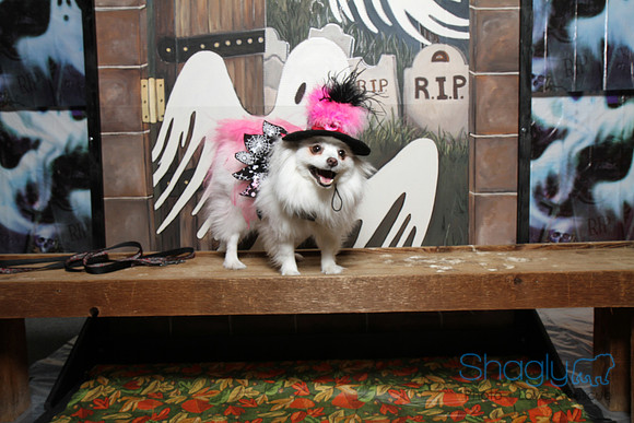 PugOWeen The Photobooth-57