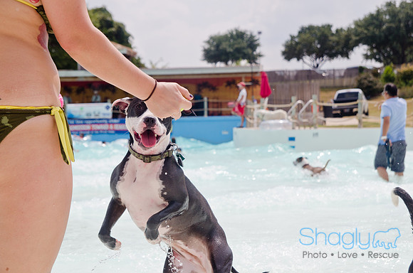 Wags and Waves 2011-288