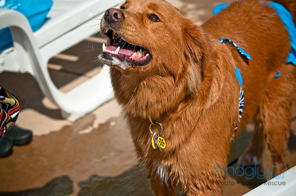 Wags and Waves-188
