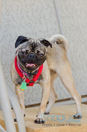 DFW Pug Rescue-Boarding Bunagalow-14