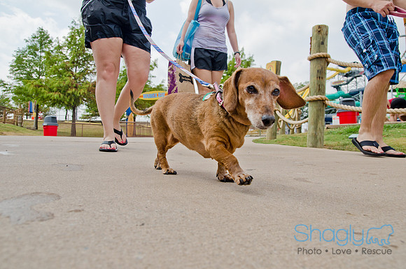 Wags and Waves 2011-183