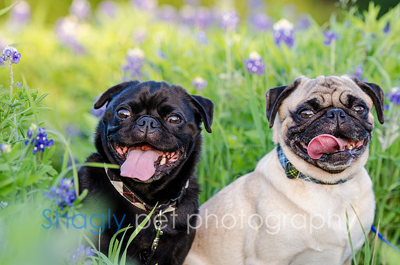 Bluebonnets Pug and Bulldog-42