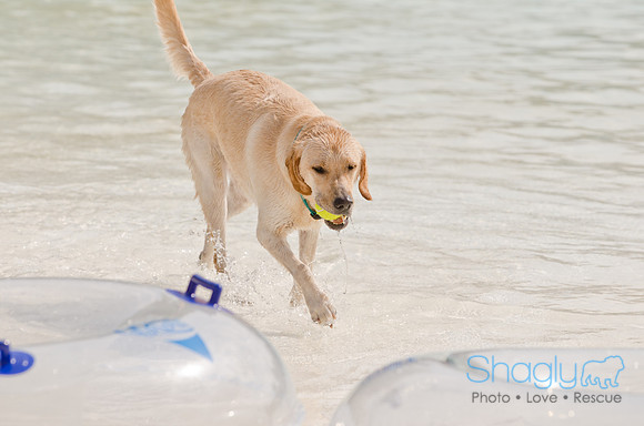 Wags and Waves 2011-507