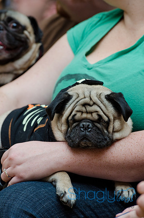 PugOween-243