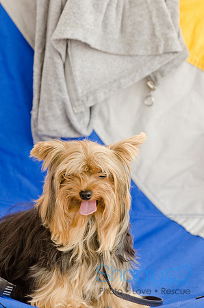 Wags and Waves 2011-179
