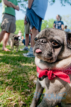 pugapalooza2011-40