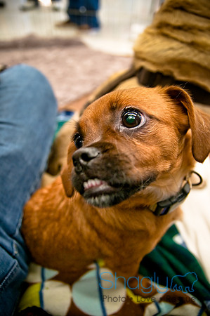 DFW Pug Rescue-57