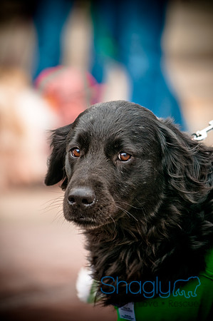 Krewe of Barkus-57
