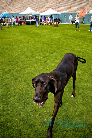 Dog Bowl 2010-100