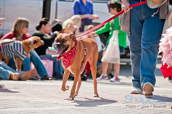 Krewe of Barkus 2011-123