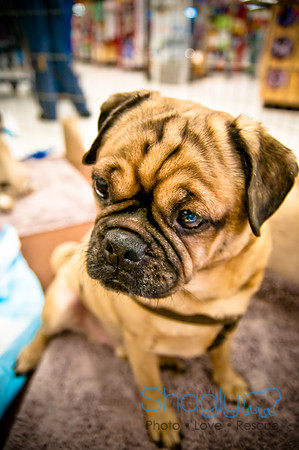 DFW Pug Rescue-60