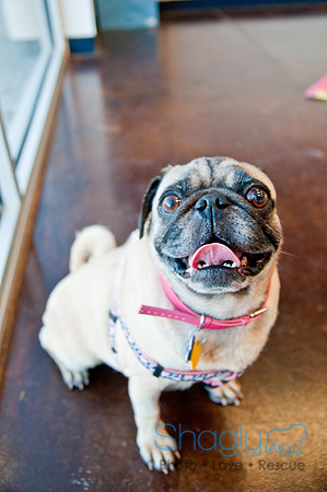 DFWpugrescue-liveattheboardingbugalow-22
