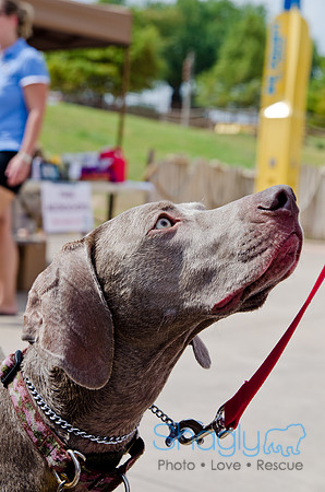 Wags and Waves 2011-185