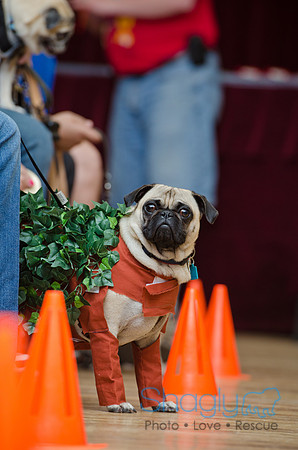 PugOween-14