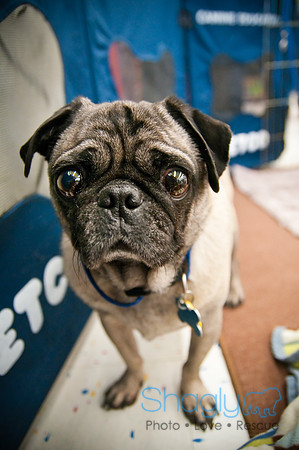 DFW Pug Rescue-65