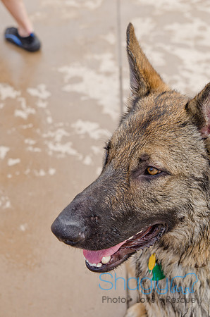 Wags and Waves 2011-372