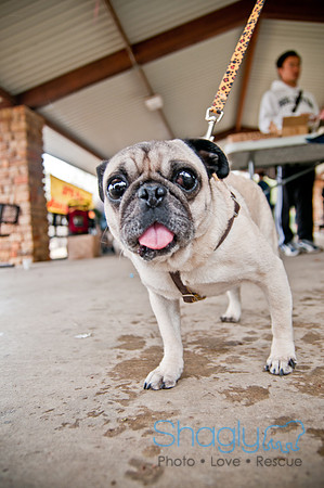 Pug Love Fun Run-63