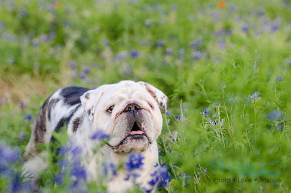 Bluebonnets Pug and Bulldog-50