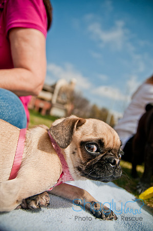 Pug Love Fun Run-263