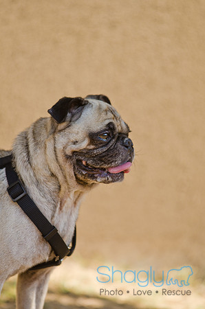 Shagly Photography-DFW Pug Rescue-9