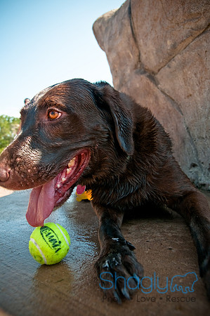 Wags and Waves-268