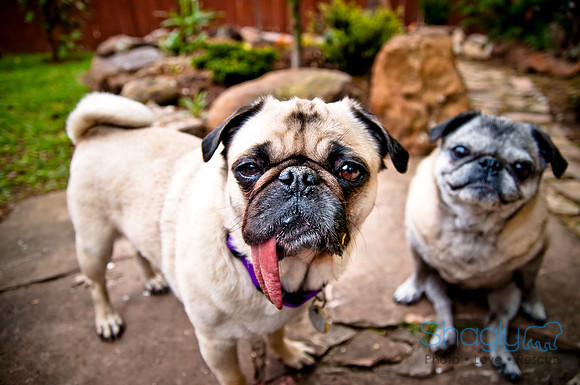 DFW Pug Rescue-41