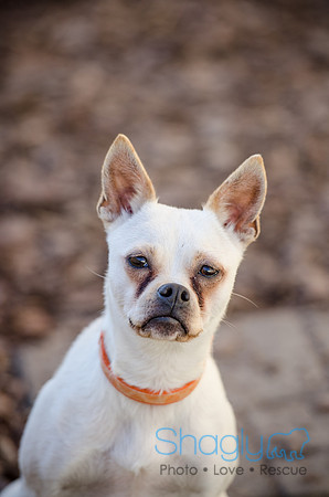 DFW Pug Rescue Boarding Bungalow-33