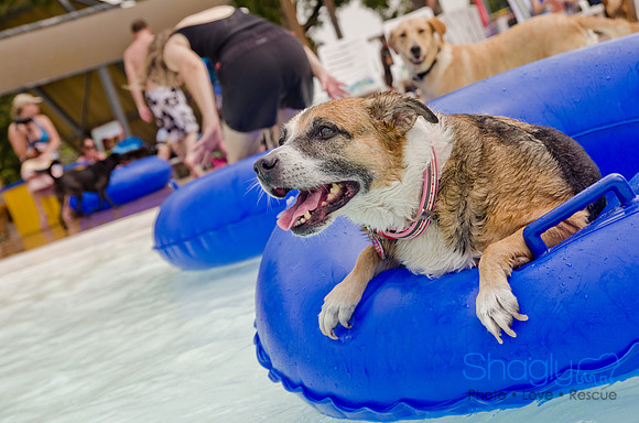 Wags and Waves 2011-314