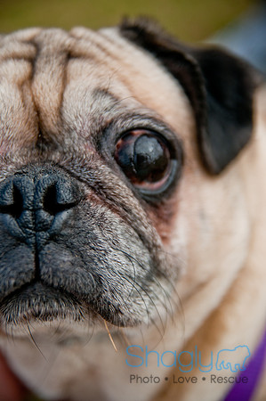Pug Love Fun Run-244