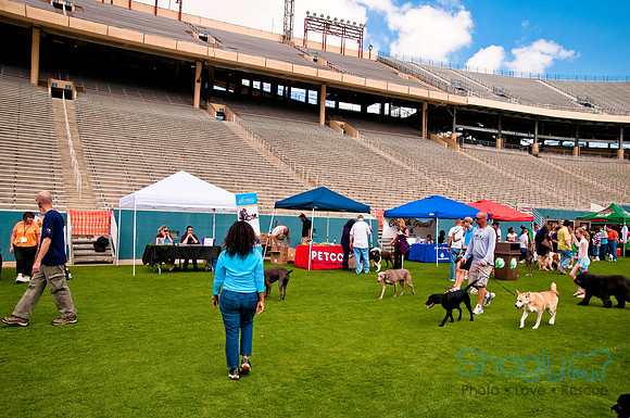 Dog Bowl 2010-95