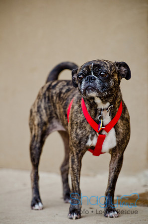 DFW Pug Rescue-The Boarding Bungalow-17
