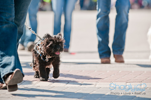 Krewe of Barkus 2011-75