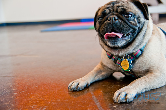 DFWpugrescue-liveattheboardingbugalow-23