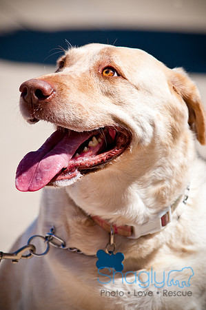 Prosper Pooch Party-13