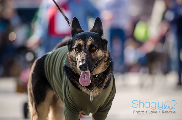 Krewe of Barkus 2012-183