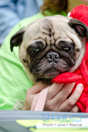 PugOween-77