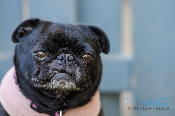 The Boarding Bungalo Pugs-7