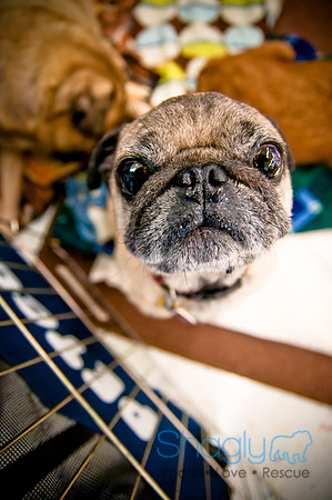 DFW Pug Rescue-59