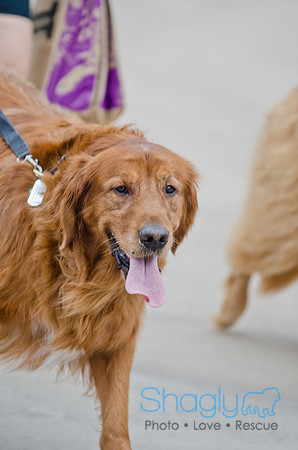 Wags and Waves 2011-26
