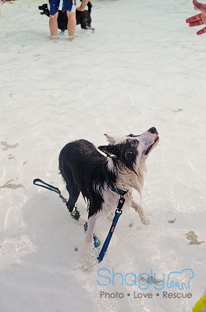 Wags and Waves 2011-345