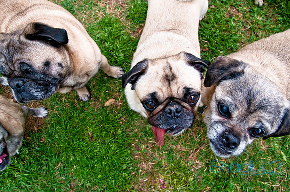 DFW Pug Rescue-107