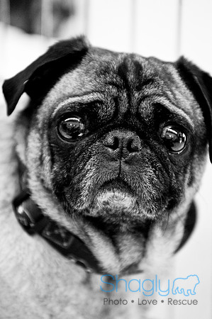 DFW Pug Rescue-3