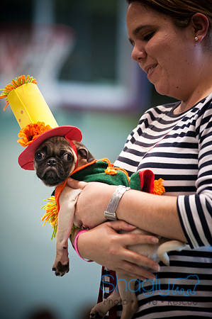 PugOWeen-2848